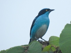 Dacnis lineata