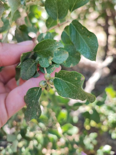 Lonicera nummulariifolia, photograph 5