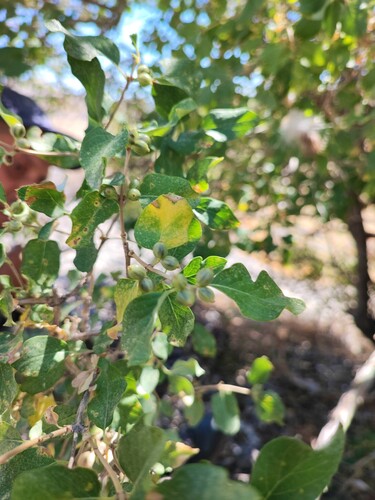 Lonicera nummulariifolia, photograph 6