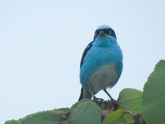 Dacnis lineata