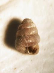 Image of Columella simplex