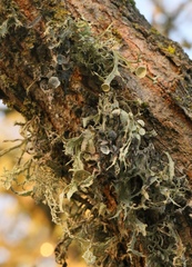 Ramalina leptocarpha