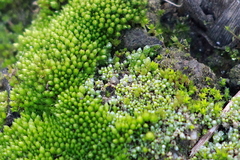 Bryum argenteum