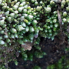 Bryum argenteum
