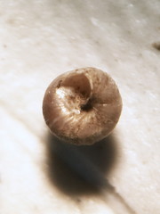 Columella simplex