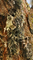 Ramalina leptocarpha