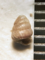 Columella simplex