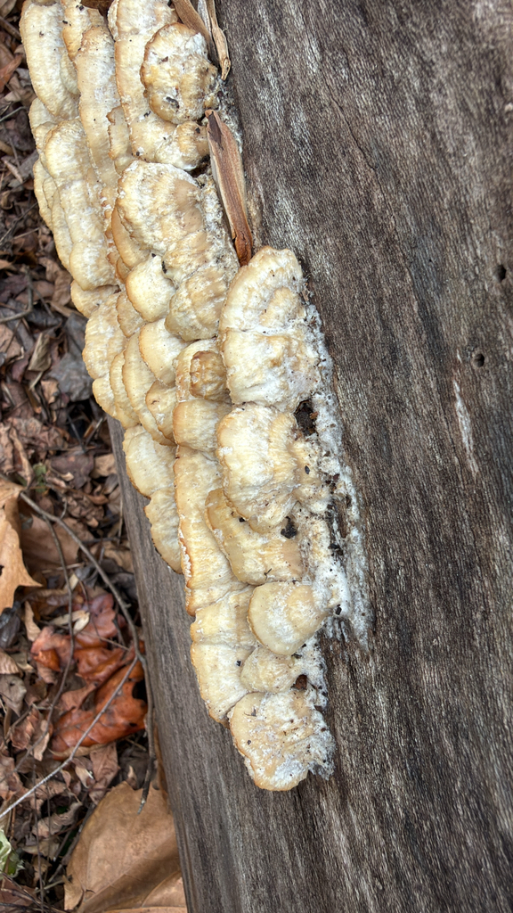 Trametopsis cervina · November 2025 · photo: © carrieseltzer (iNaturalist, cc0)