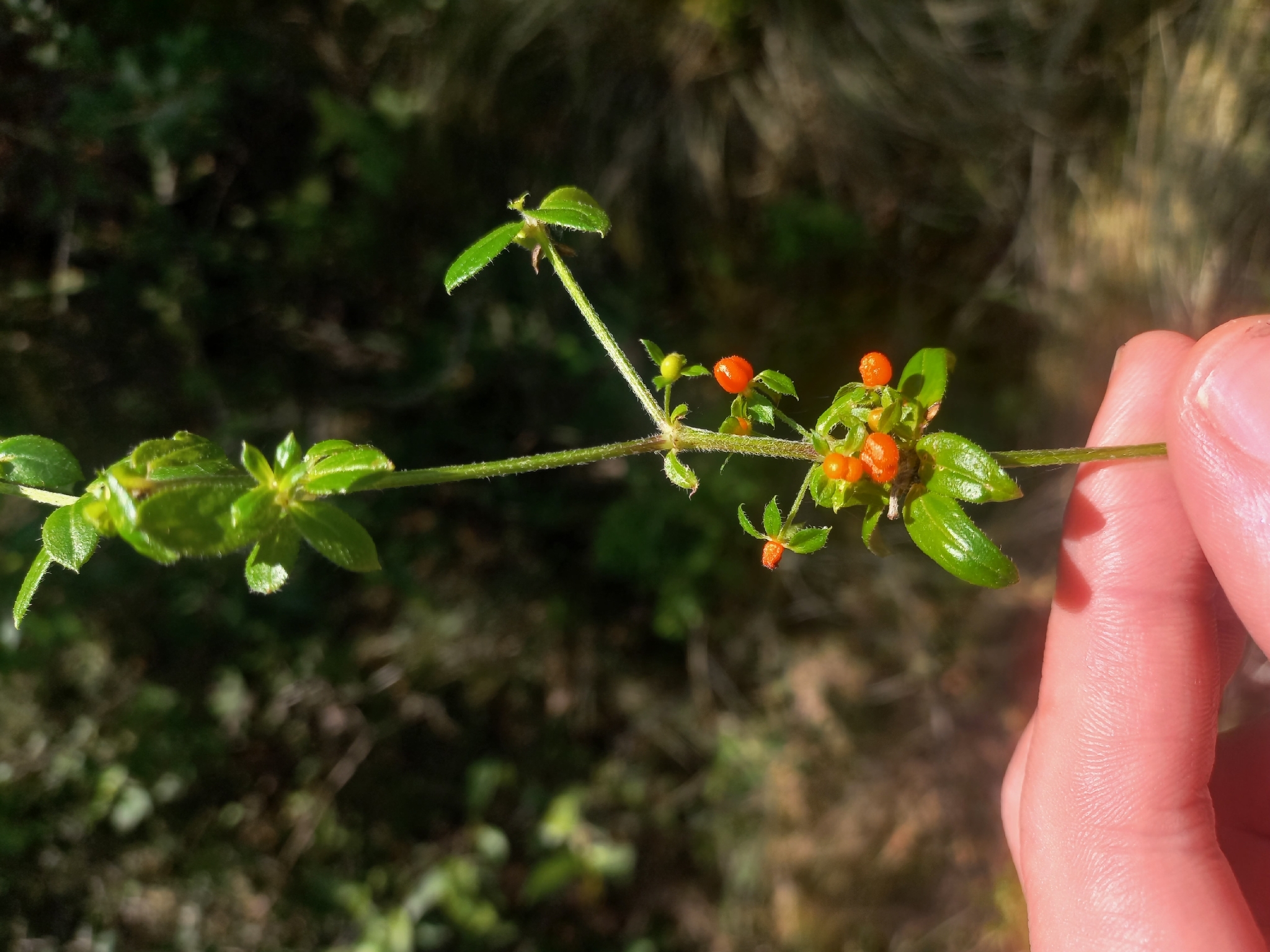 Galium hypocarpium