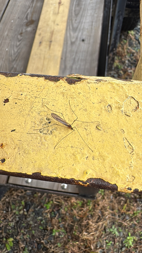 Unknown species found near Cary, NC, US