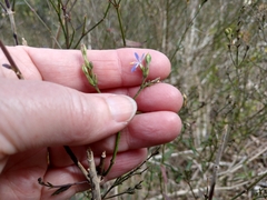 Carlowrightia parviflora