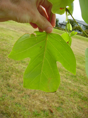 Liriodendron chinense
