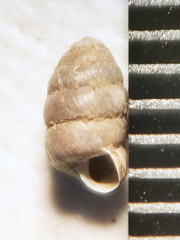 Columella simplex