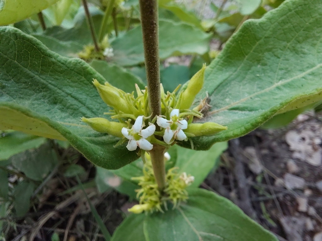 Vangueria cistifolia
