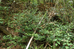 Lindera akoensis