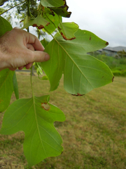Liriodendron chinense