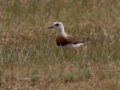 Charadrius veredus