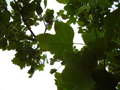 Liriodendron chinense