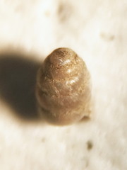 Columella simplex