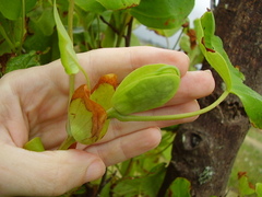 Liriodendron chinense