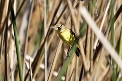 Pseudocolopteryx dinelliana