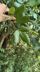 Walsura trifoliolata (Walsura trifoliolata)