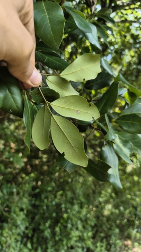 Walsura trifoliolata, photograph 2