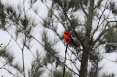 Pyrocephalus rubinus