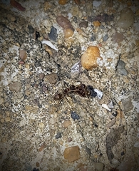 Dolichoderinae