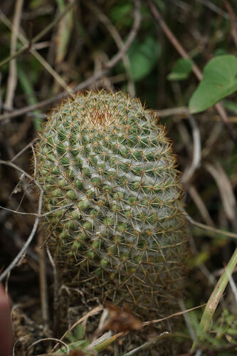 Mammillaria columbiana