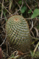 Mammillaria columbiana