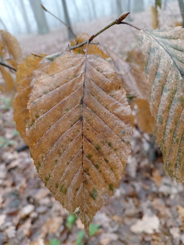 Carpinus betulus