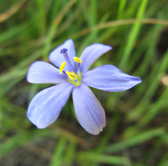Aristea abyssinica