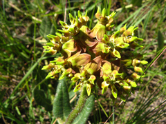 Asclepias macropus