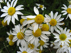 Athrixia angustissima