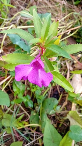 Garden balsam