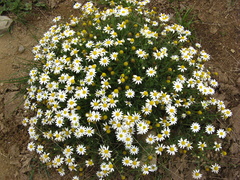 Athrixia angustissima