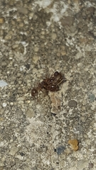Dolichoderinae