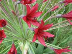 Brunsvigia undulata
