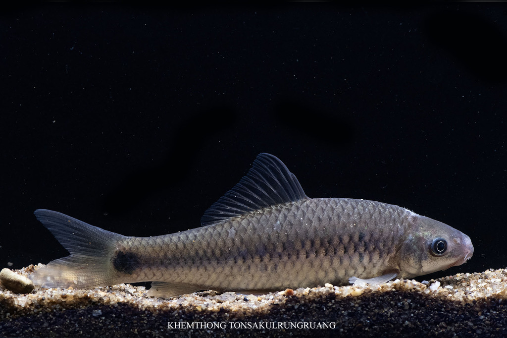 Osteochilus brachynotopteroides