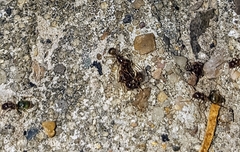 Dolichoderinae