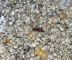 Dolichoderinae
