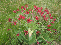 Brunsvigia undulata