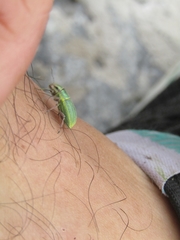 Pantomorus viridisquamosus