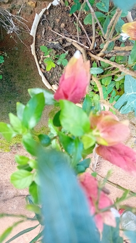 Shrimp plant