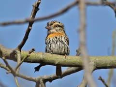 Nystalus maculatus