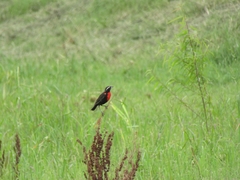 Leistes superciliaris