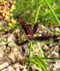 Cyperus semitrifidus