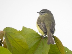 Phyllomyias griseiceps