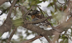 Nystalus maculatus
